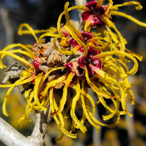 No B.S. Goodness: Witch Hazel